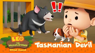 Tasmanian Devil ESCAPED?!!  | Tasmanian Devil | Leo the Wildlife Ranger | Kids Cartoons