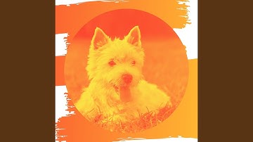 Charming Backdrops for Relaxing Pups