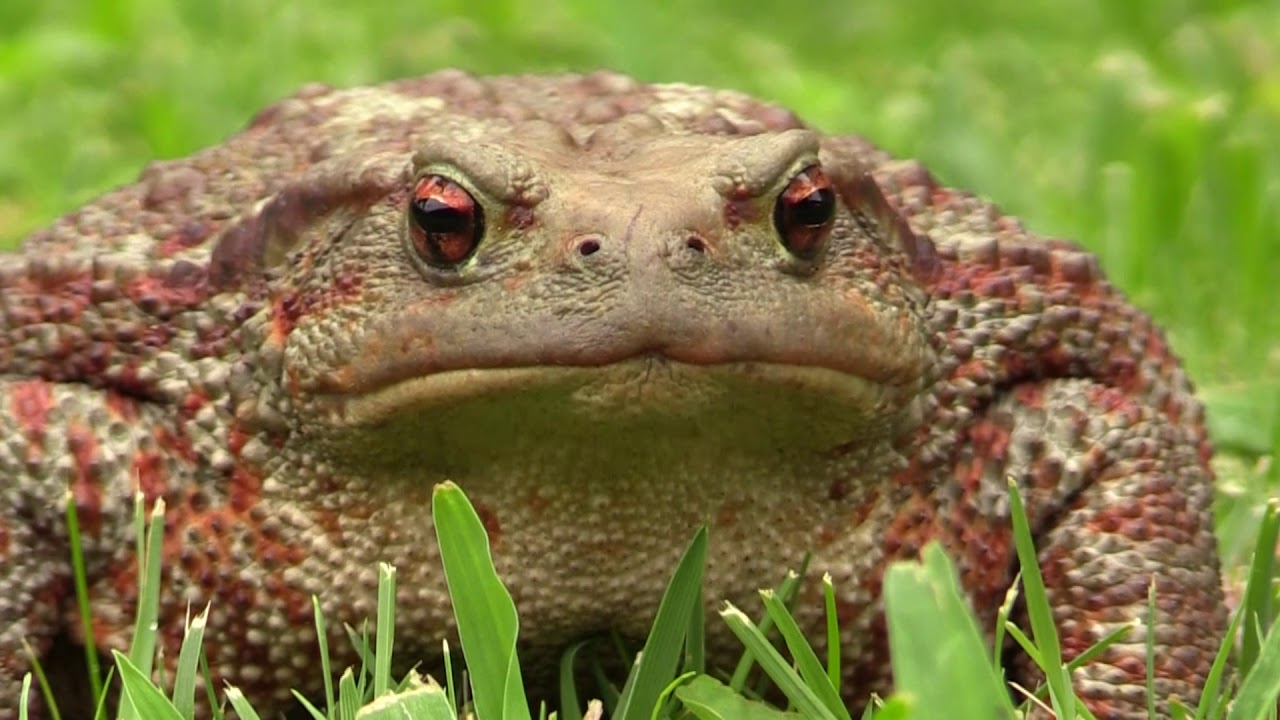 INCONTRO CON UN BUFO BUFO (Rospo Comune)