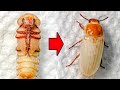 Mealworm Pupa to Beetle Time Lapse