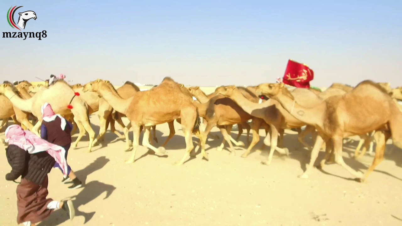 منقية زيد عجمي الأسعدي الحاصلة على المركز الأول بمزاين دولة الكويت بشوط الثلاثين الحمر 2020/1/15