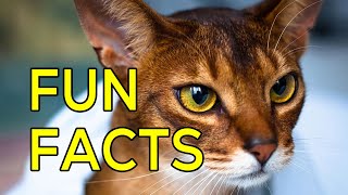 Fun Facts About Abyssinian Cats