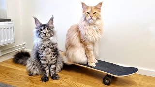 All Cats Want to Use Uncle Buster's Magic Skateboard!