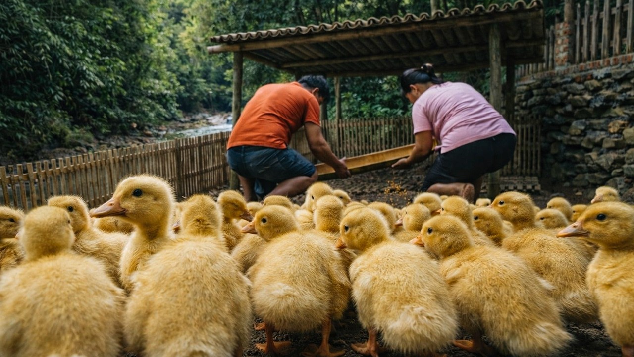 What Happens When You Build a Duck Pen by the River? | by @chuctonbinh