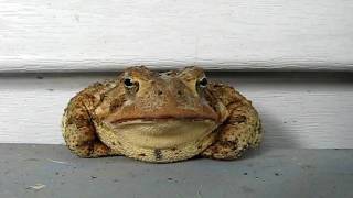 Jabba The Toad