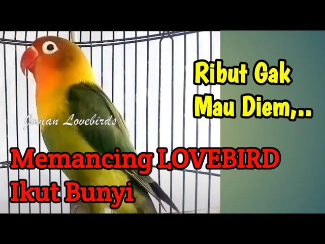 Ribut Cerewet Gak Mau Diam, Suara Lovebird ini Bisa Memancing Lovebird Diam Jadi Ikut Ngekek class=