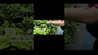 ASMAD Solar Garden Lights (2-Pack, 16 LEDs)