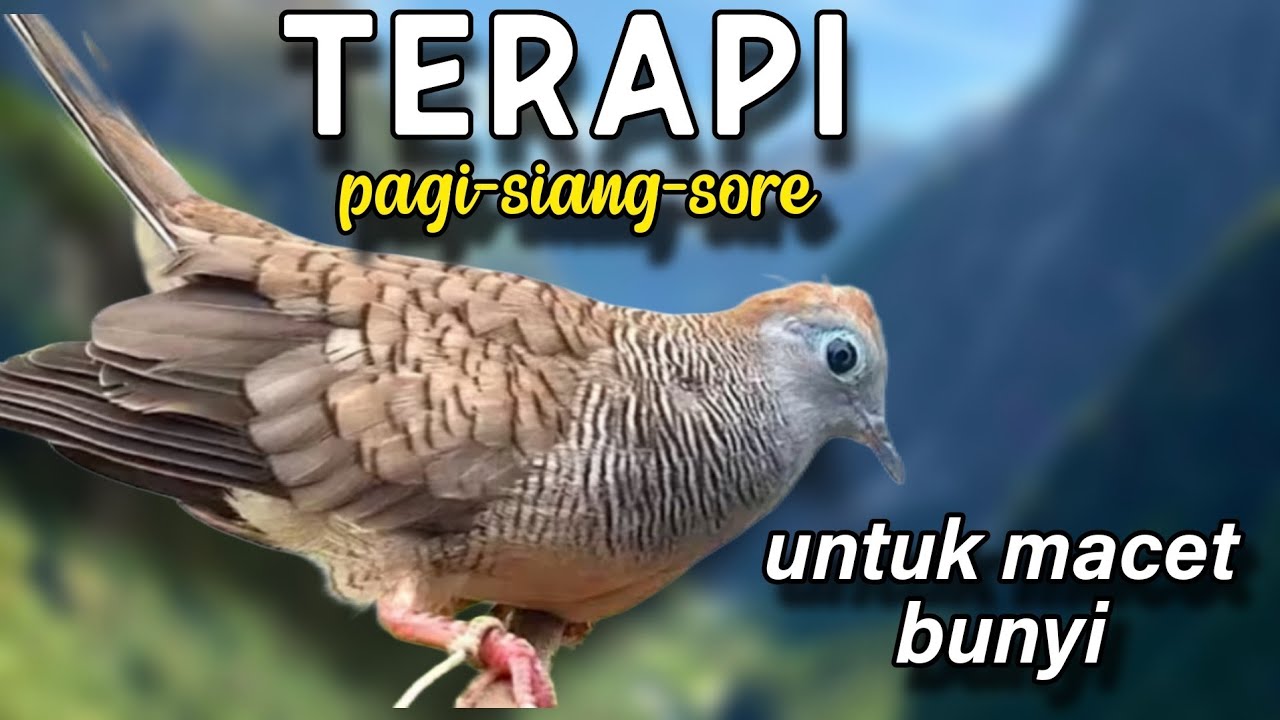 Perkutut lokal gacor terapi untuk macet bunyi 