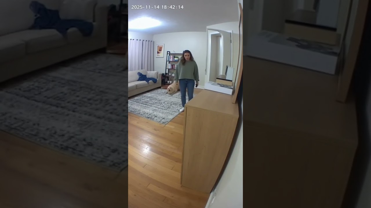 Dog Gets Blamed For Cat's Crime