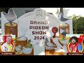 Grand pigeon show gujarat by gpc  3 international judges  shirazi king fantail pouter modena