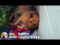 Stray Dog Living on Side of a Building and too Scared to Move | The Dodo Faith = Restored