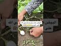 زراعة البيض زراعة البيض