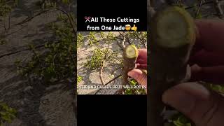 All My Large Jade Cuttings Lived?? bonsai gardening propagation portulacariaafra