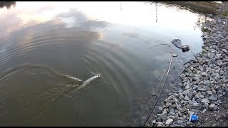 Рыбалка на щуку у Бугринского моста! Красноголовик 70