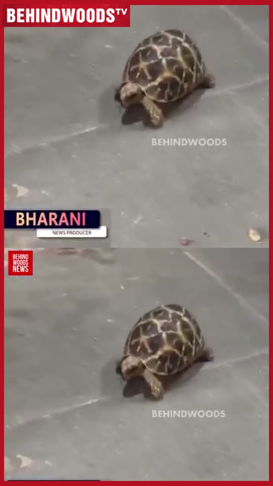 இந்த ஆமை Rate ரூ.64லட்சமா ? ? போலீசை அதிரவச்ச மீன் வியாபாரி