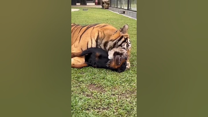 Tigers Friendship with Dog 😍 | Nouman Hassan | #tiger #lion