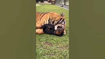 Tigers Friendship with Dog 😍 | Nouman Hassan | #tiger #lion