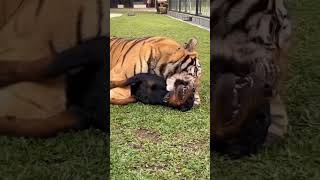 Tigers Friendship with Dog 😍 | Nouman Hassan | #tiger #lion screenshot 2