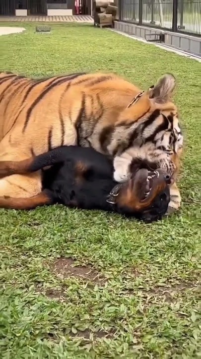Tigers Friendship with Dog 😍 | Nouman Hassan | #tiger #lion
