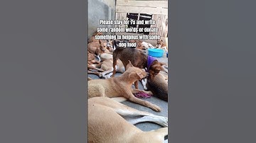 You may not scroll and donate dog food via our PayPal link in bio if you love animals❤❤❤