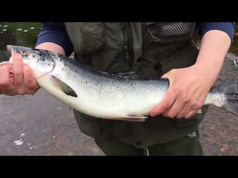 Atlantic fishing trips on Gambo river, Newfoundland