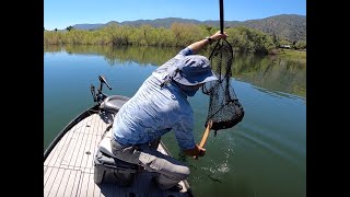 Bowfishing for Carp - Lake Elsinore 4-30-24 (2 of 2)