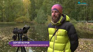 Бёрдвотчинг: кто и как наблюдает за птицами в Петербурге
