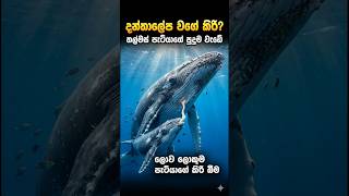 තල්මසා කිරි බොන විදිය / Watch whales suckle milk  #deepscience #sinhalascience #shorts