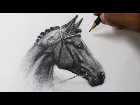 How to draw a realistic HORSE STEP BY STEP narrated