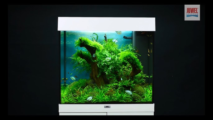 Skærpe Tempel bekæmpe Juwel Aquarium Lido 120 Aquascaping Tutorial - YouTube