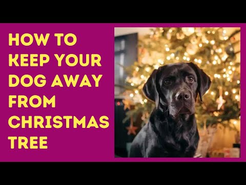 How to keep dog away from christmas tree | Are dogs allergic to christmas trees
