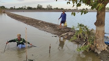 xiệt cá mùa nước giật cá lóc nhiều thấy mê quá vô mánh 10kg cá lóc đồng 