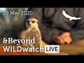 WILDwatch Live | 29 May, 2020 | Morning Safari | Ngala Private Game Reserve