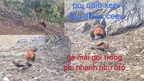 Gà rừng mái gọi trống phi nhanh như xe ôtô. Poj qaib xeev lau dhias ceev