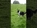 cachorro na chuva!! #viral