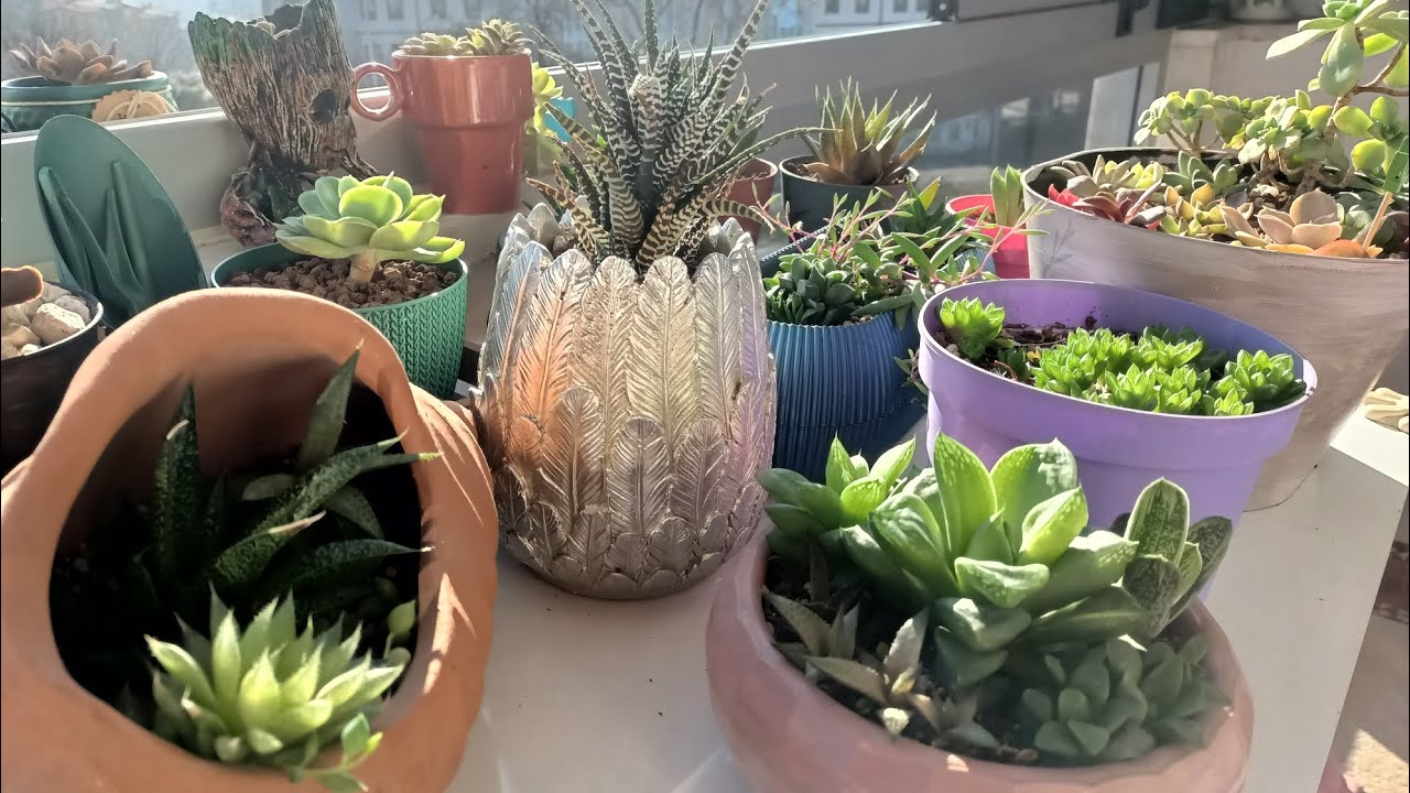 haworthia ve gateria bitkileri bakımı üretimi 💚🌵