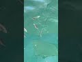 関西のおすすめ釣り場紹介【垂水漁港編】#Shorts