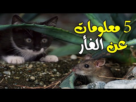5 معلومات لا تعرفها عن الفأر ج2