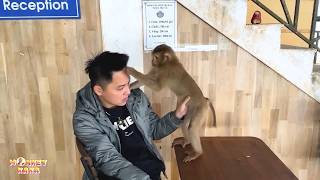 Celebrity While Monkey Kaka was in the forest, Dad suspected Monkey Kaka might be pregnant? Wealth