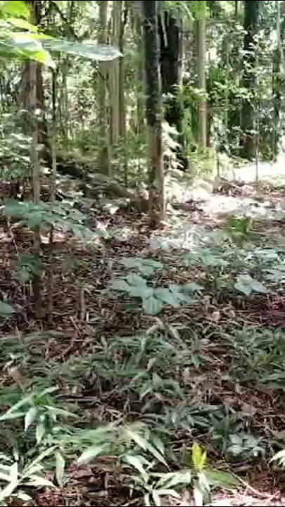 DENGAR SUARA HARIMAU AUTO KUCAR KACIR
