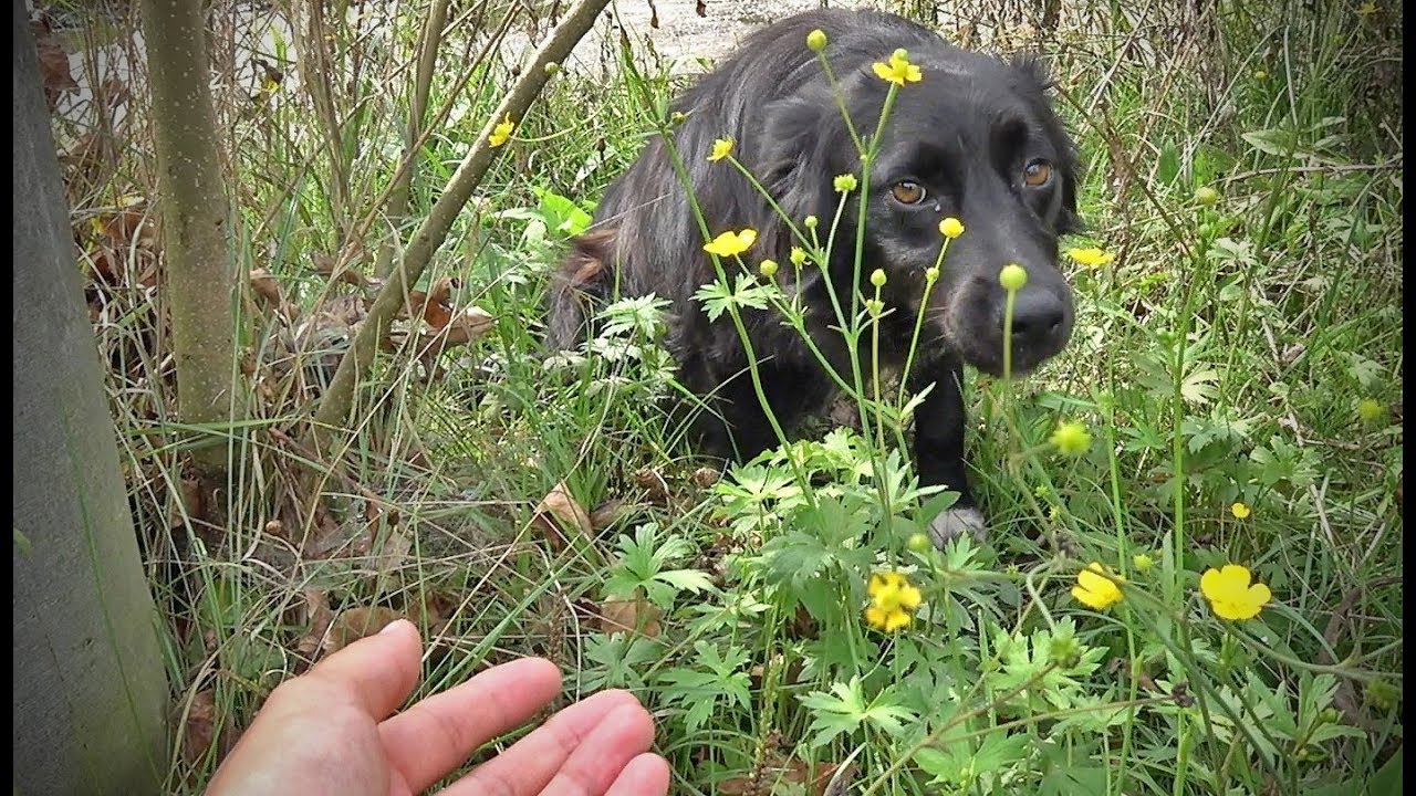 Dog Too Scared To Let Us Save Her, Hides In The Woods stray dogs article