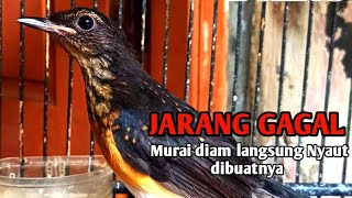 Pancingan murai trotol dan pastol BUNYI GACOR buat murai trotol belajar bunyi murai trotol gacor 82