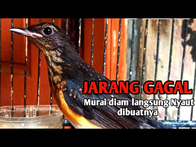 Pancingan murai trotol dan pastol BUNYI GACOR buat murai trotol belajar bunyi murai trotol gacor 82 class=