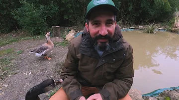 Cosa fare se un oca ti attacca?
