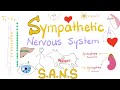 Sympathetic nervous system  fight and flight  origin relay and response  physiology