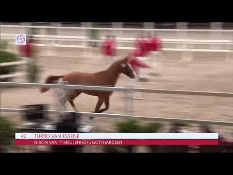 Breeding advice for mares by Lys de Darmen - News - Hippomundo