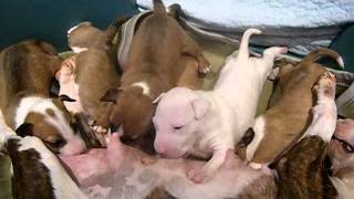 minibull puppies 25days