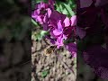 Bee-fly