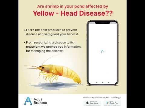 YellowHead Disease in shrimp. YouTube