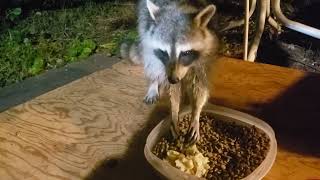 Raccoon Eats about 30 mintues..